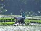 working the paddy fields
